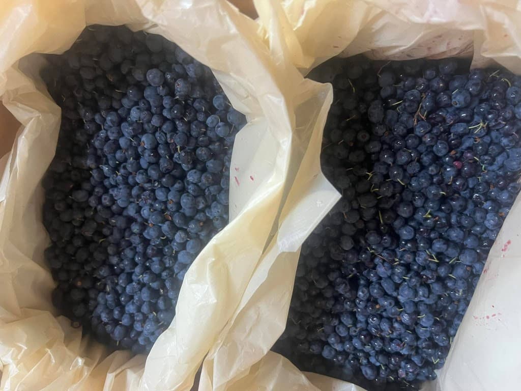 Hand-picked wild Mongolian blueberries in harvest bags, still raw from the forest